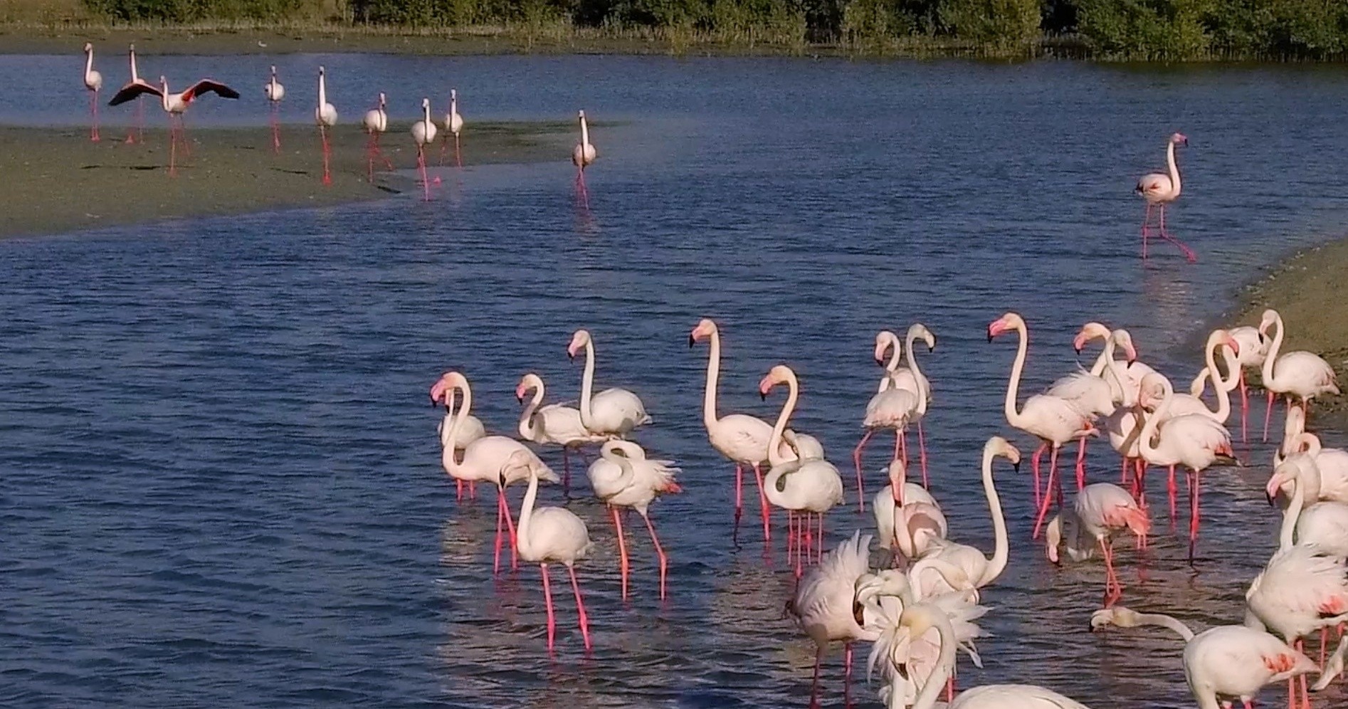 Ras Al-Khor Wildlife Sanctuary, Dubai